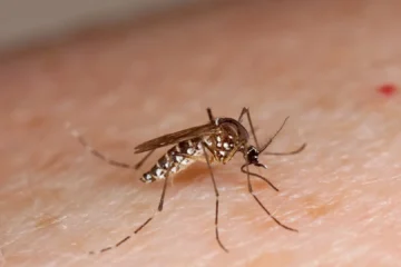 Cada especie de mosquito tiene sus propias preferencias a la hora de picar, según un estudio
