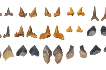 Descubren un cementerio de tiburones de hace más de 70 millones de años en un desierto de Egipto