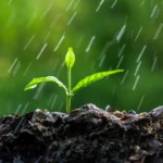 El motivo por el que las personas tenemos una sensibilidad extraordinaria a la geosmina, responsable del «olor a lluvia»