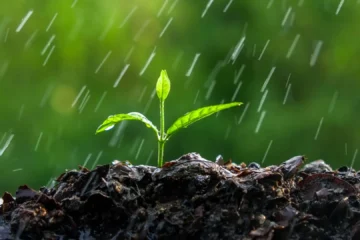 El motivo por el que las personas tenemos una sensibilidad extraordinaria a la geosmina, responsable del «olor a lluvia»