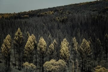 Bosques del siglo XXII