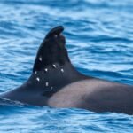 La matriarca de las orcas ‘gladis’, de 60 años, aparece con impactos de perdigones en la aleta