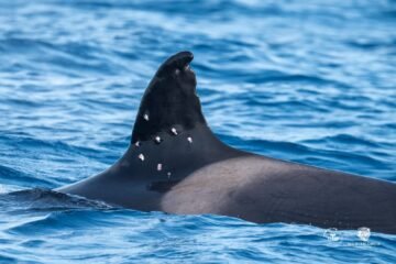 La matriarca de las orcas ‘gladis’, de 60 años, aparece con impactos de perdigones en la aleta