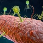 La IA da un nuevo salto y crea organismos artificiales completos desde cero