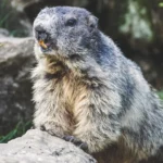Una cuenta de OnlyFans abierta por unos científicos para salvar su estudio sobre marmotas logra recaudar 85.000 euros