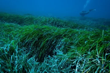 Descubren una extensa pradera de posidonia en «excelente estado» en Cullera