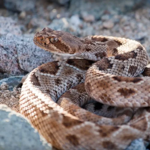 Mueren tres niñas por la mordedura de una serpiente venenosa en un internado