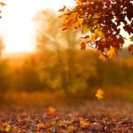 ¿Cuándo llega el otoño de 2026? La fecha y hora exactas del cambio de estación