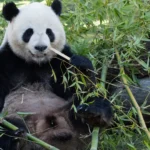 China reactiva con EEUU su «diplomacia de los pandas» durante la visita de Xi