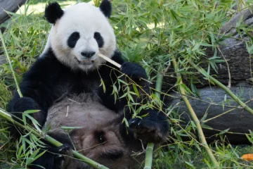 China reactiva con EEUU su «diplomacia de los pandas» durante la visita de Xi