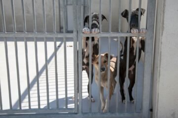 Las adopciones de perros y gatos caen en 2025 y alcanzan el nivel más bajo desde la pandemia