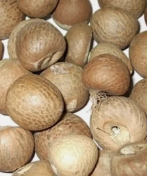 El ser humano ya habría usado drogas hace unos 25.000 años, en forma de nueces de betel