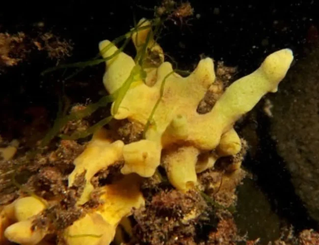 Descubren que un tipo de esponja marina come sus bacterias para alimentar a los embriones durante el periodo reproductivo