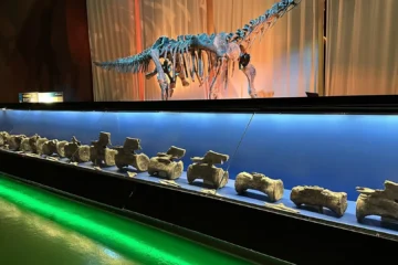 El diplodocus cruzó el Atlántico: hallan en Teruel los primeros restos de este dinosaurio fuera de Norteamérica