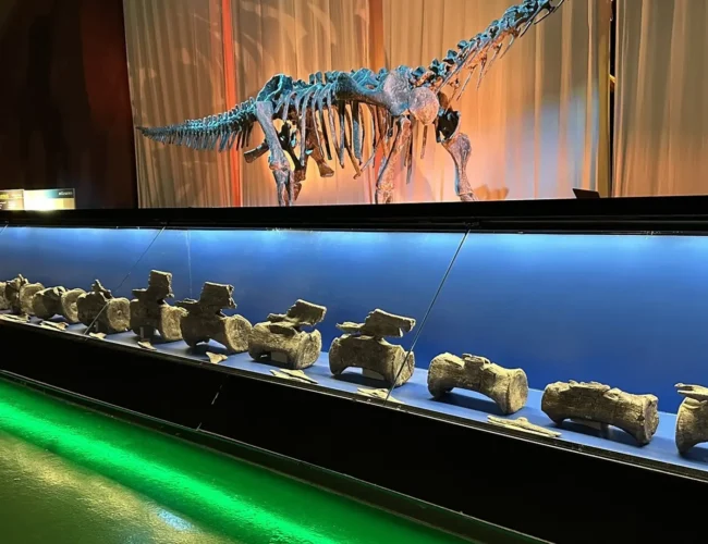 El diplodocus cruzó el Atlántico: hallan en Teruel los primeros restos de este dinosaurio fuera de Norteamérica