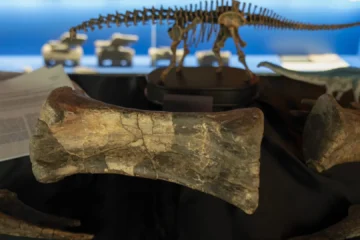 El diplodocus de Teruel revoluciona el Jurásico