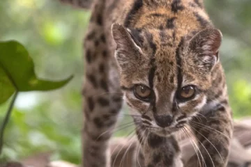 Descubren en Bolivia una nueva especie de felino, la primera en más de un siglo
