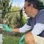 Los excrementos de los mosquitos revelan virus ocultos y abren una nueva vía de vigilancia sanitaria