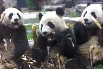 El significado detrás del regalo de Xi a Trump: la «diplomacia del panda», 85 años de regalos y préstamos de embajadores peludos