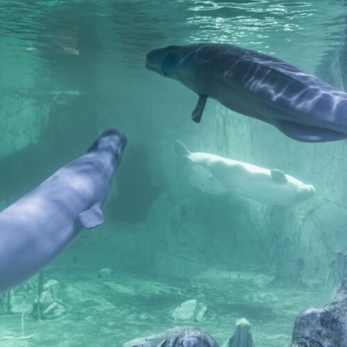 Mueren cinco de los cetáceos trasladados a acuarios desde Canadá, entre ellos una beluga y un delfín en el Oceanogràfic de Valencia