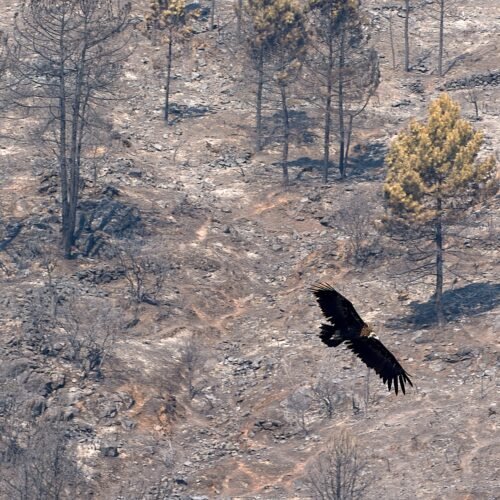 Un verano infernal para los buitres negros de Ávila: el gran incendio de Burgohondo mató a un centenar de polluelos