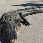 Capturan en EEUU un gigantesco caimán de cuatro metros y 380 kilos: «Lo hemos estado buscando años»