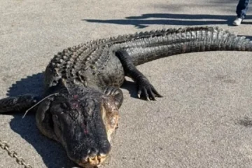 Capturan en EEUU un gigantesco caimán de cuatro metros y 380 kilos: «Lo hemos estado buscando años»