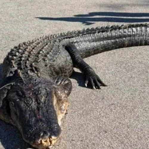 Capturan en EEUU un gigantesco caimán de cuatro metros y 380 kilos: «Lo hemos estado buscando años»