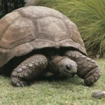 ¿Qué secreto de longevidad atesora Jonathan, una tortuga de 194 años?