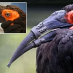 Un ave herida recupera el pico en una operación pionera gracias a dos prótesis impresas en 3D