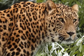 Muere una cuidadora de un zoológico neerlandés tras el ataque de un leopardo