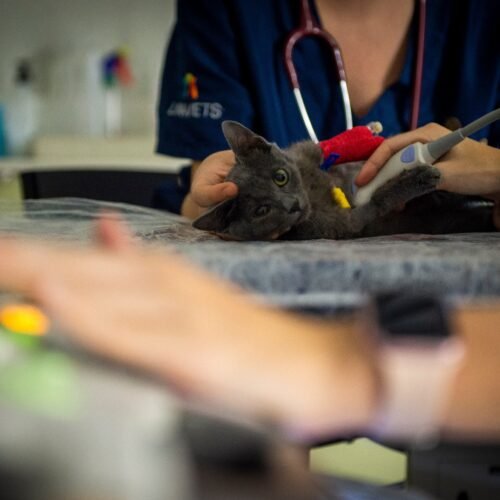 La Agencia del Medicamento alerta del riesgo “mortal” que las lociones crecepelo suponen para los gatos y otras mascotas